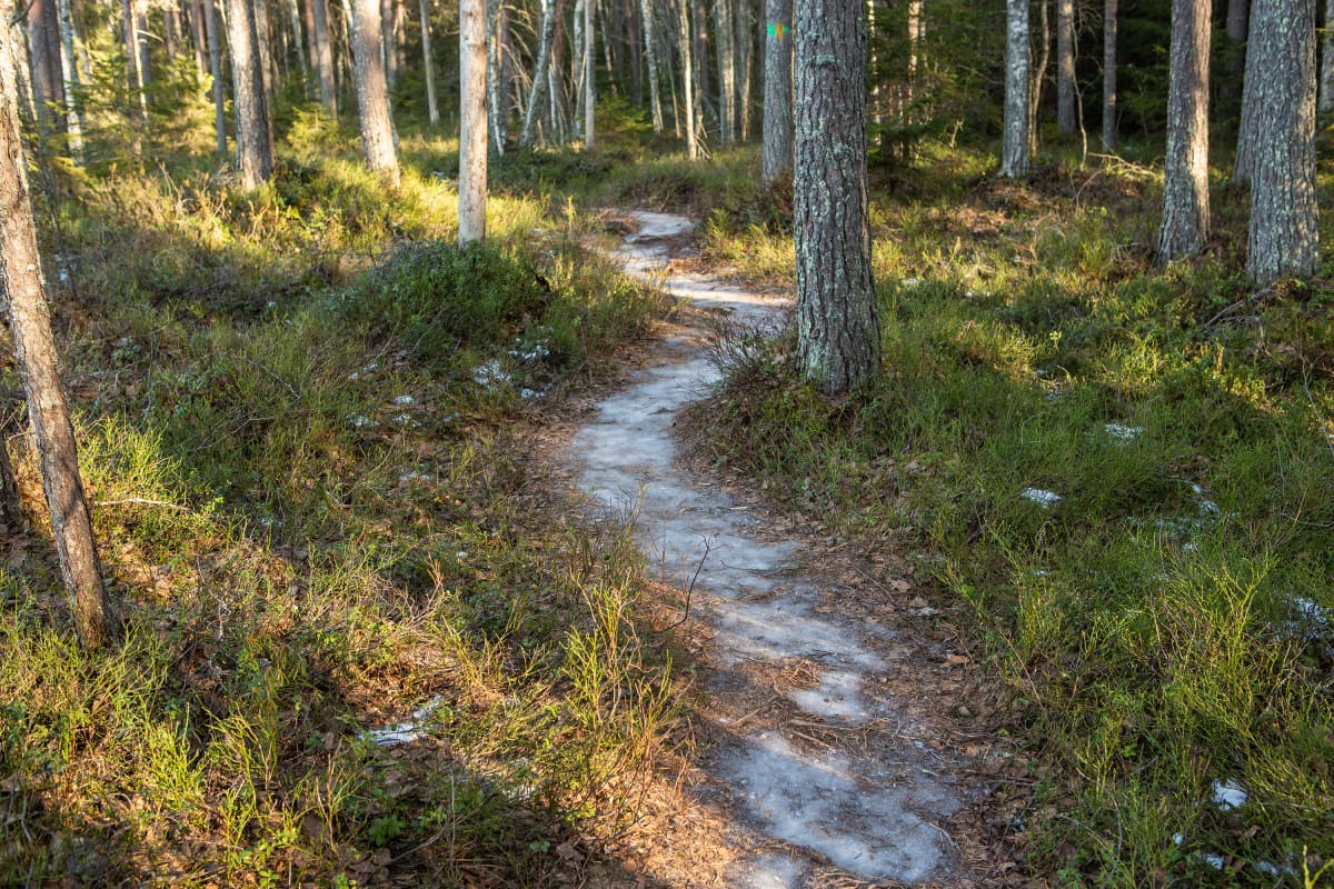 Polkureitti Kintulammen retkeily- ja luonnonsuojelualueella.