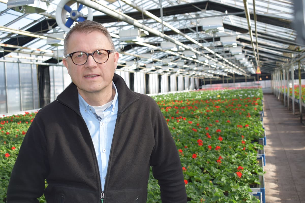 Huiskula Oy:n toimitusjohtaja Jaakko Rantanen pelargoniaviljelmän keskellä.