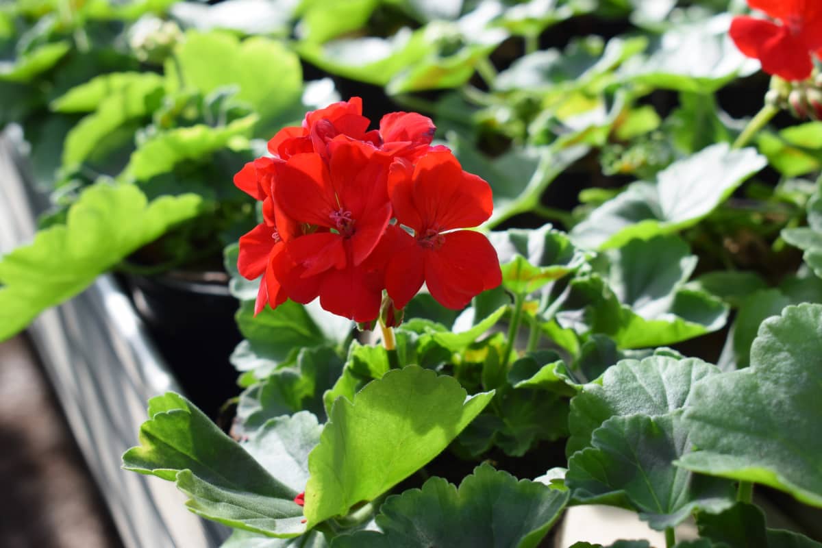 Pelargonian taimi kasvihuoneessa.
