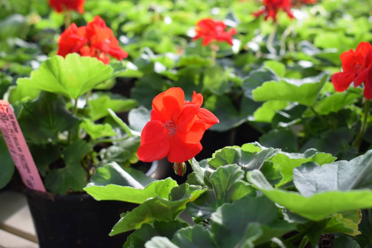 Pelargonioita kasvihuoneessa.