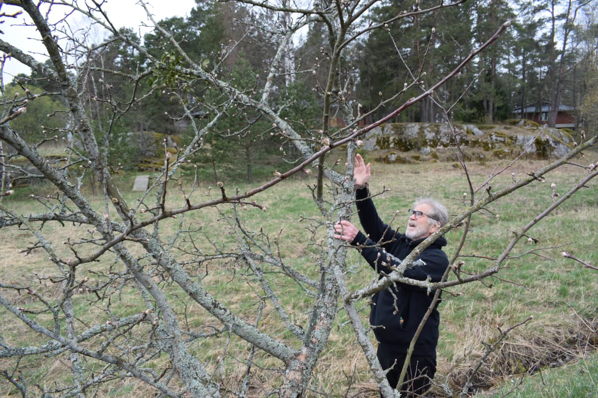 Puutarhaneuvos Arno Kasvi näyttää misteliä omenapuun oksalla.