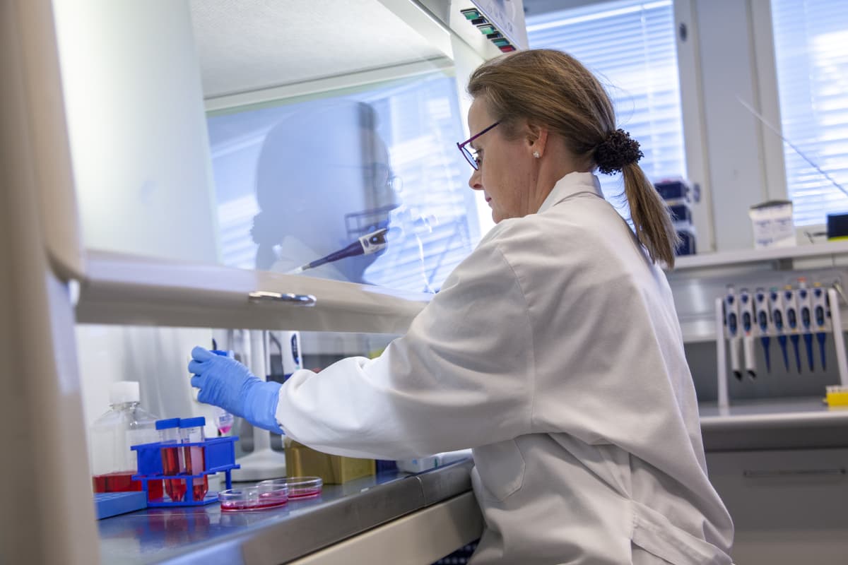 Laboratoriomestari Eila Korhonen Itä-Suomen yliopistossa, tutkii soluviljelmää