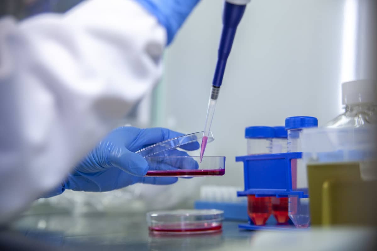 Laboratoriomestari Eila Korhonen Itä-Suomen yliopistossa, tutkii soluviljelmää
