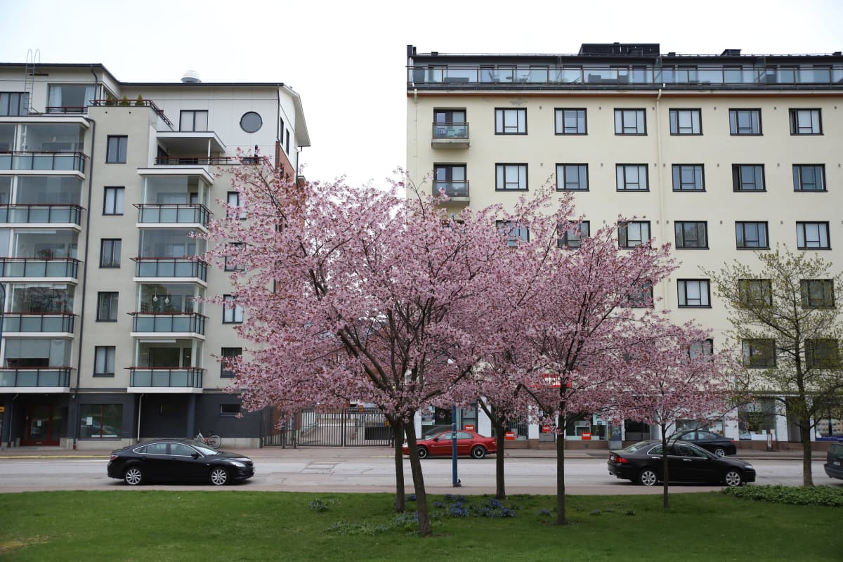 Rusokirsikka Toivo Pekkasen puistossa Kotkassa.