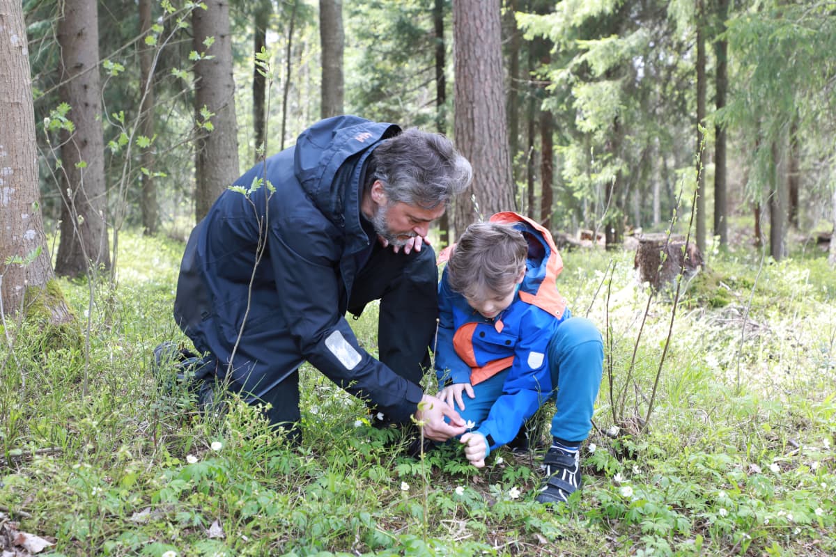 valkovuokkoja tutkitaan metsässä