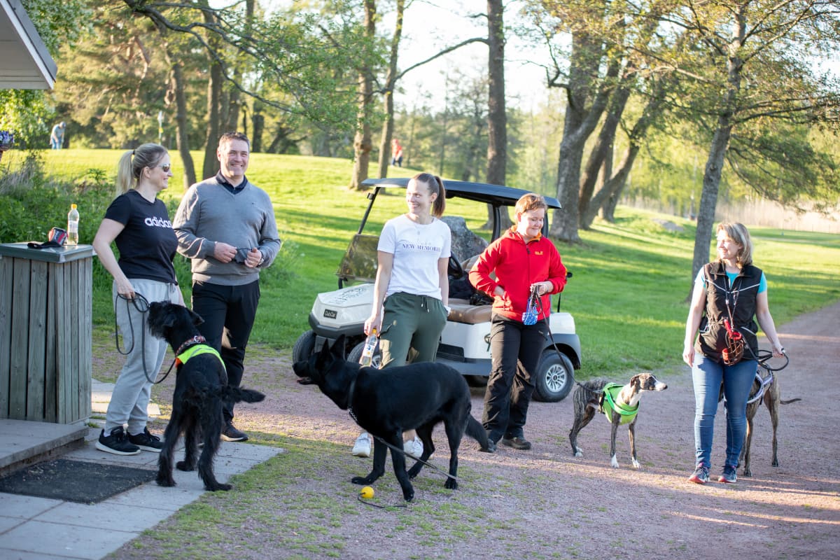 Koiria omistajineen golfkentällä Ruissalossa.