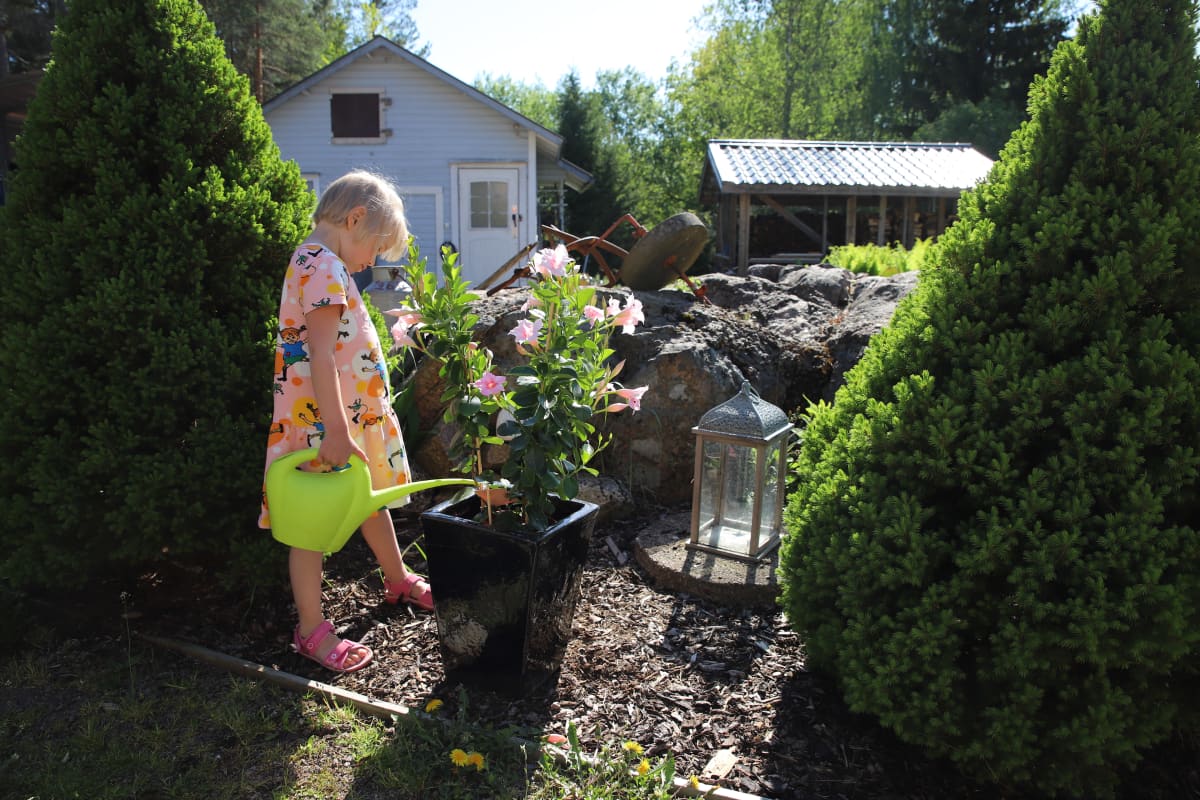 Jippu Tyllinen kotipihallaan Kouvolan Anjalassa.