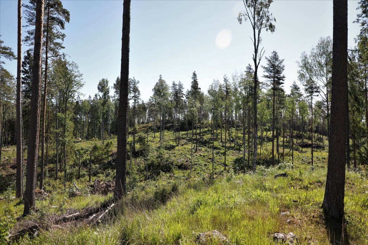 Hakkuuaukea, jossa jätetty puita kasvamaan sekä joitakin kuolleita puita