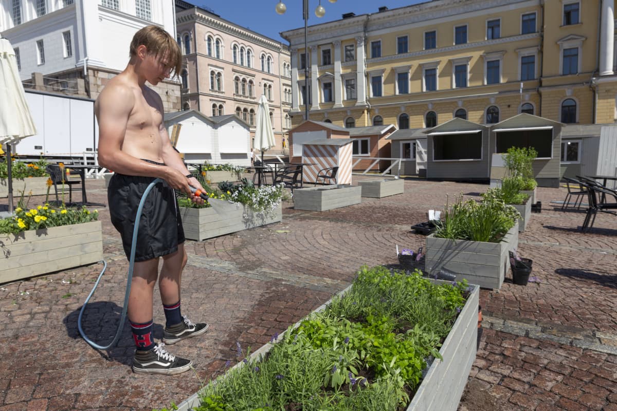 Eero Lähdeaho kastelee kasveja Senaatintorilla.
