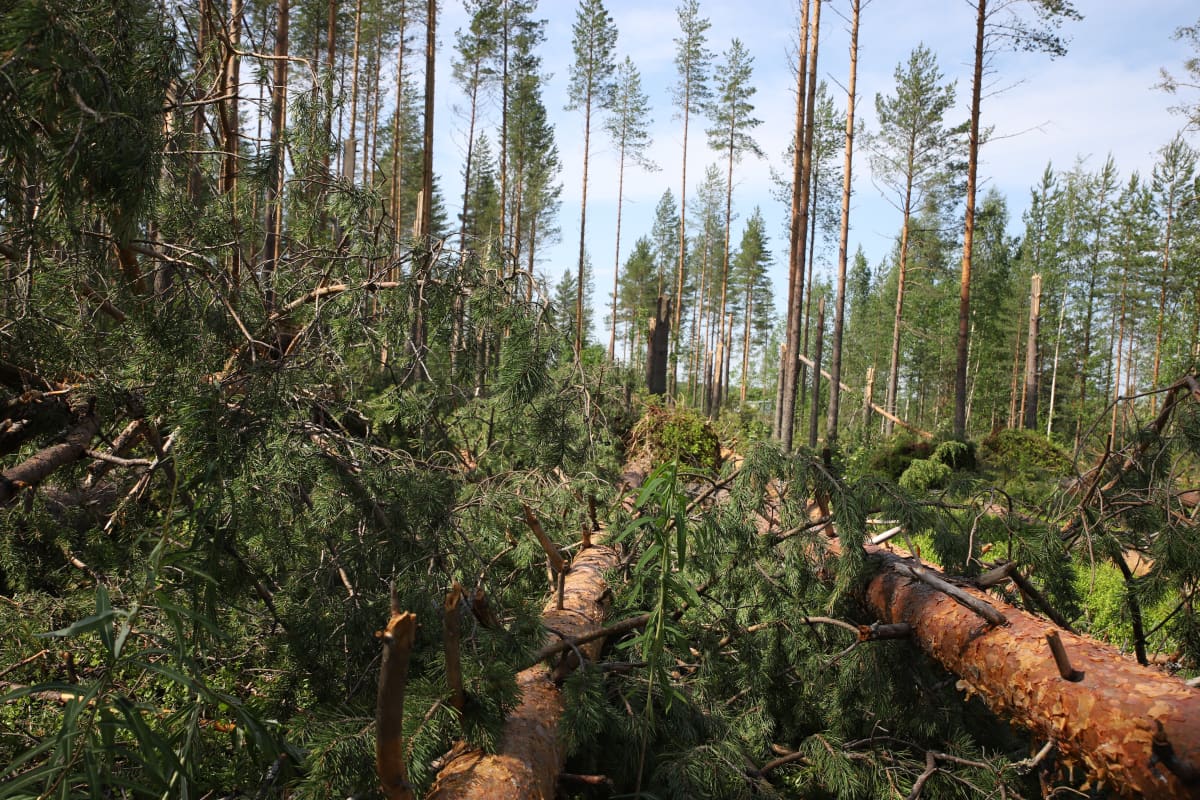 Myrskussä kaatuneita puita.