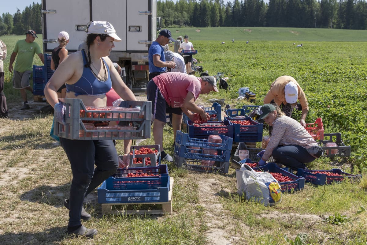 mansikanpoimijat lajittelevat mansikoita pellon laidalla.