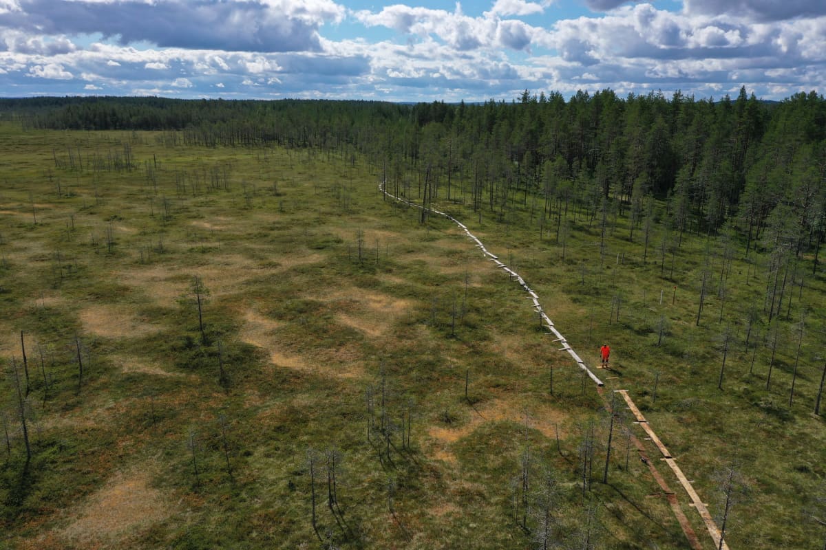 Patvinsuolla tehdään uusia pitkospuita