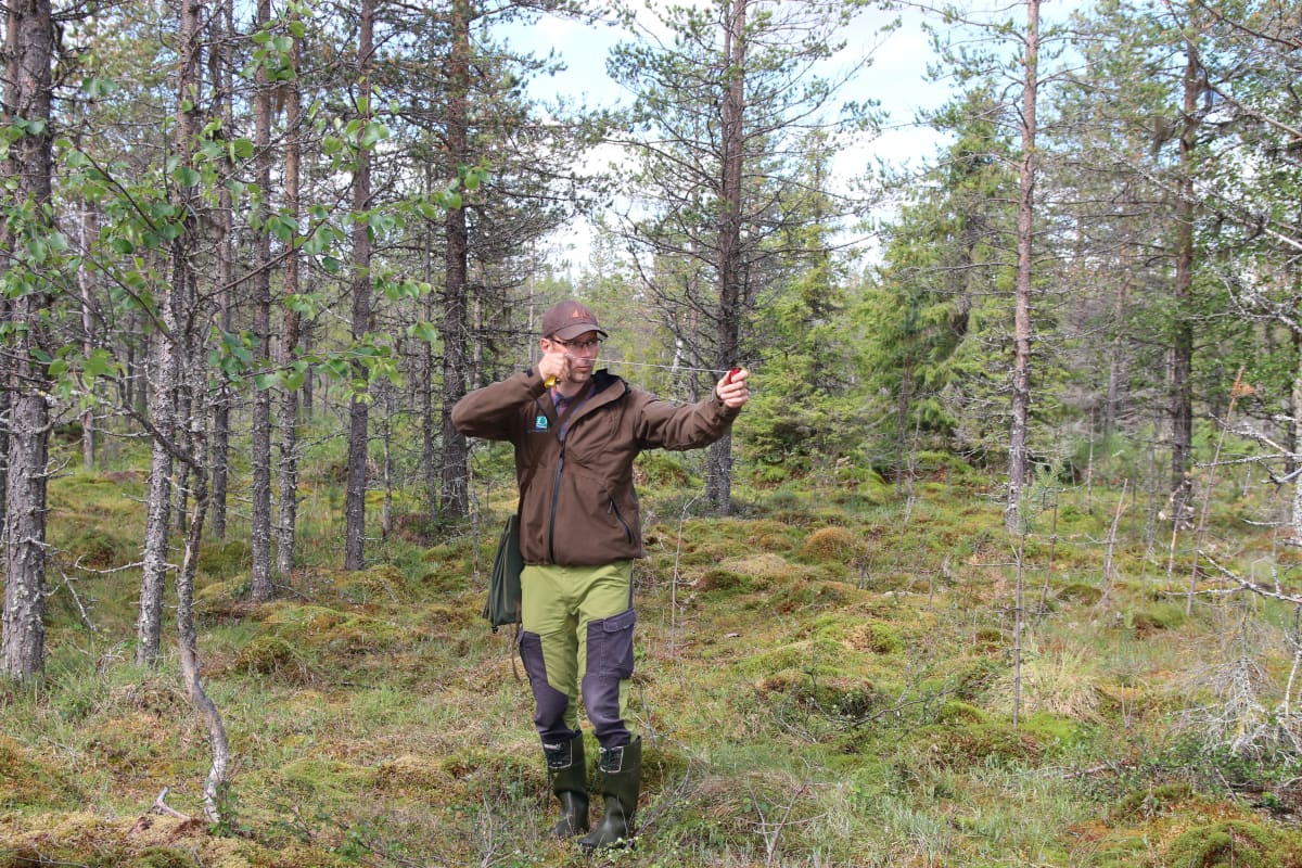 Metsähallituksen suunnittelija Marko Kunnari mittaa relaskoopilla puun määrä ojitetulla suolla Kolarin Aalistunturilla