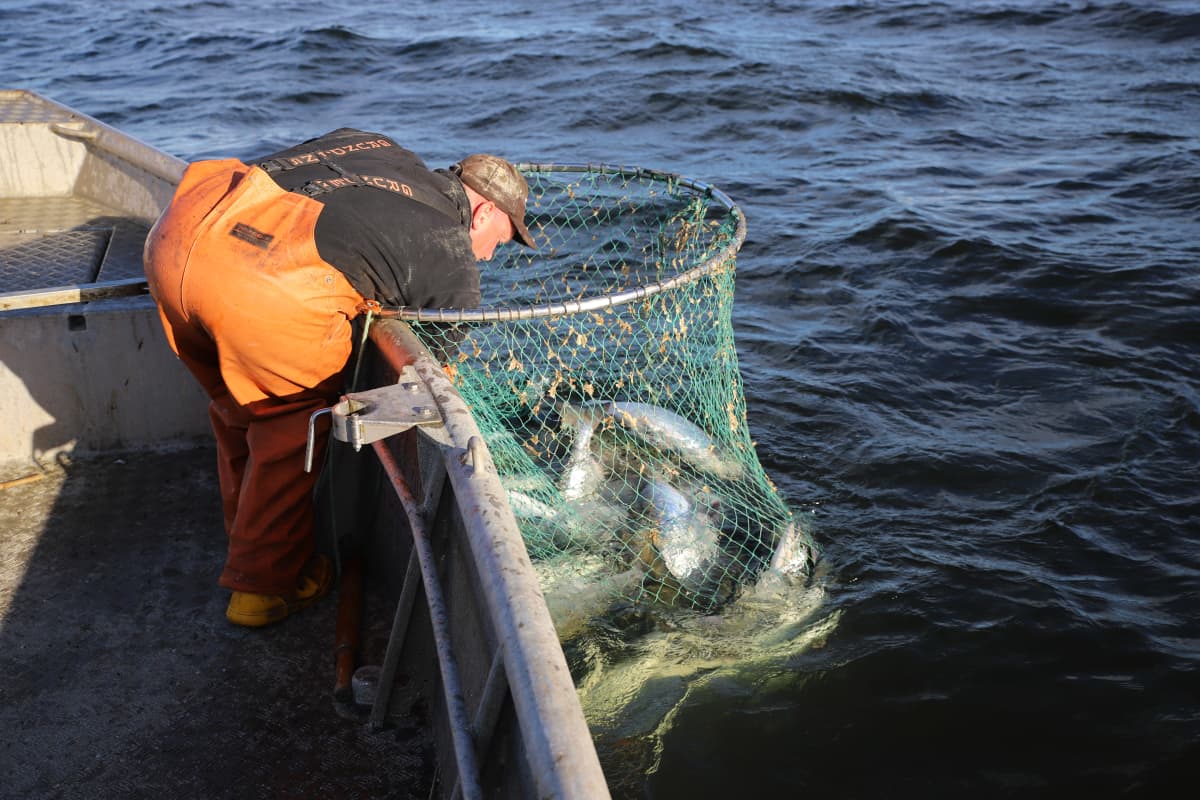 Kalastaja Mikael Lindholm kalastaa lohta Loviisan edustalla Suomenlahdella
