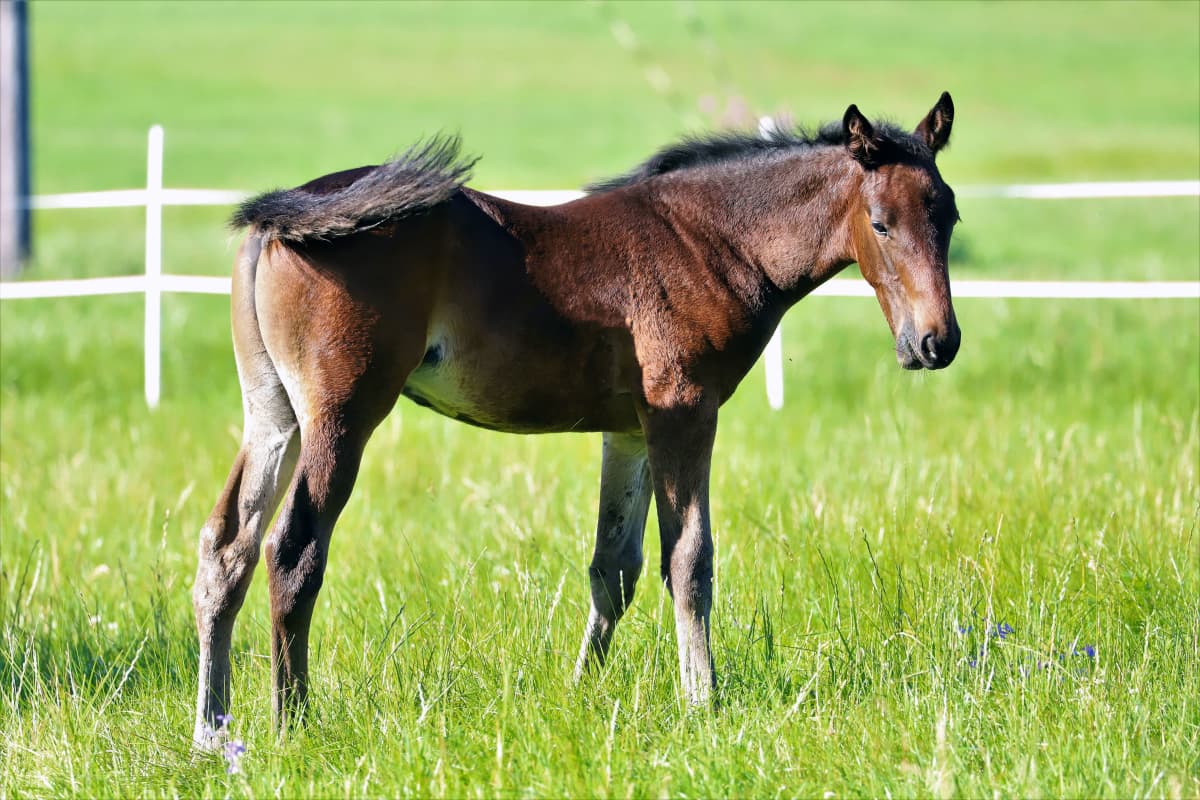 Huippuravuri Ranch Kellyn orivarsa seisoo laitumella.