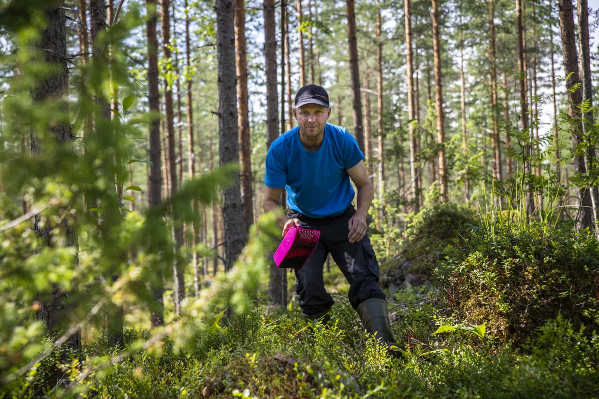 Timo Koistinen keräämässä mustikoita