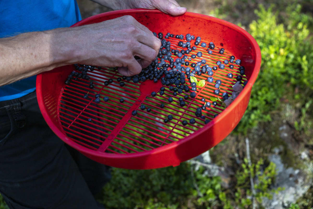 Mustikan "roskia" kerätään pois