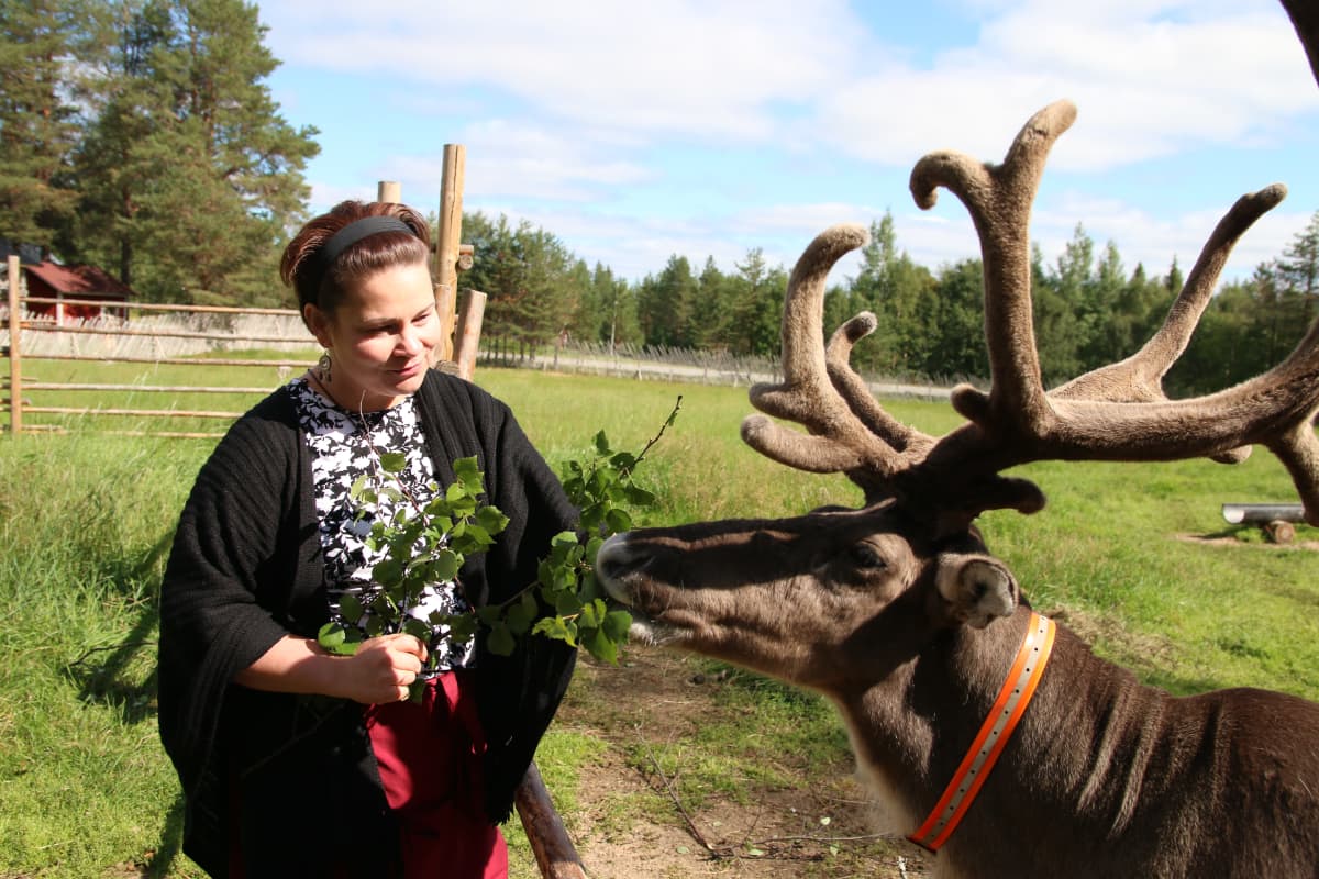 Yrittäjä Anu Magga syöttää poroa Jaakkolan porotilalla