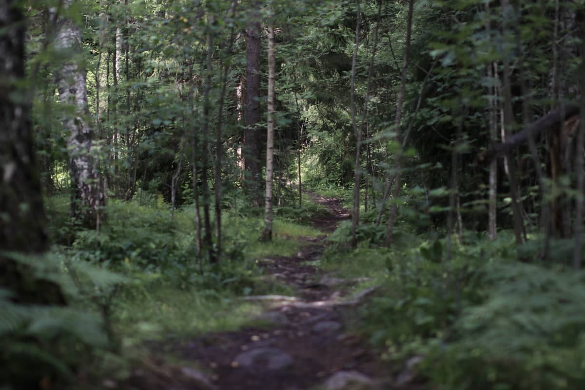 Kuva metsäisestä Helsingin Keskuspuistosta
