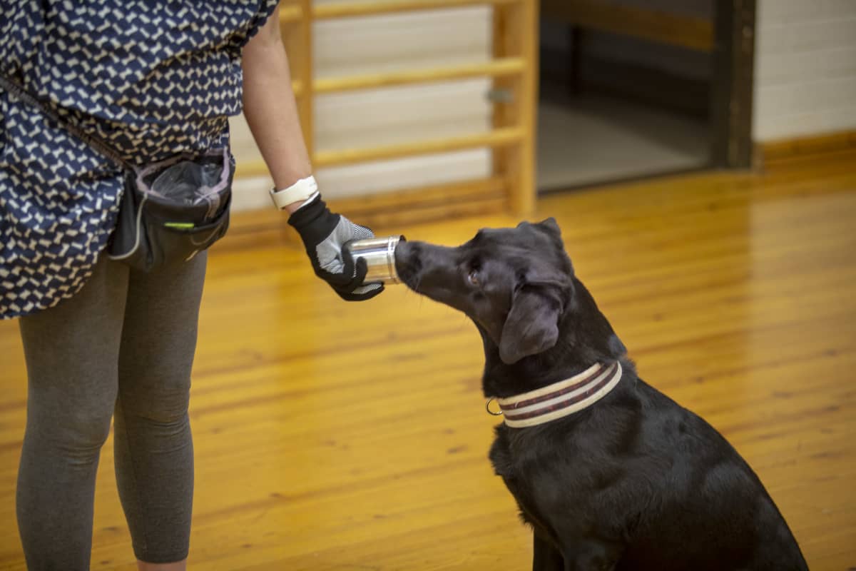Labradorinnoutajaa koulutetaan tunnistamaan koronavirus.