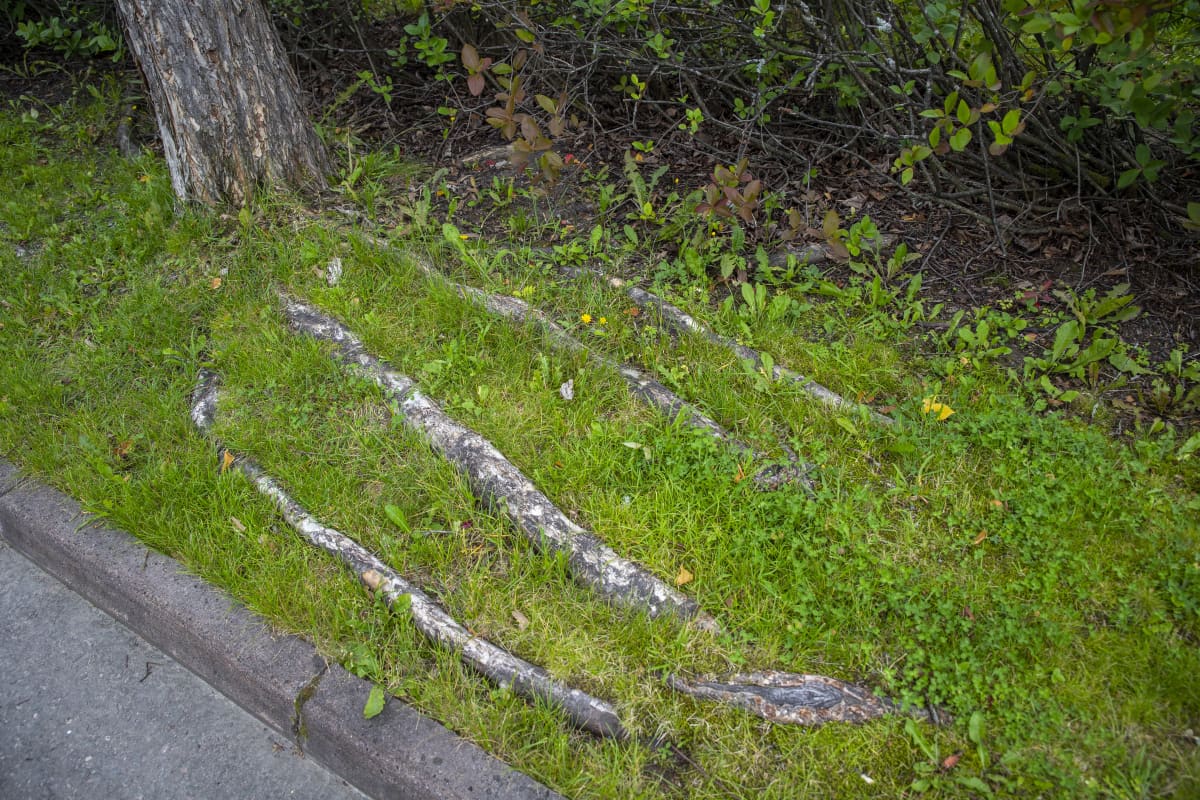 Jalavoita Kuopion Petosen alueella