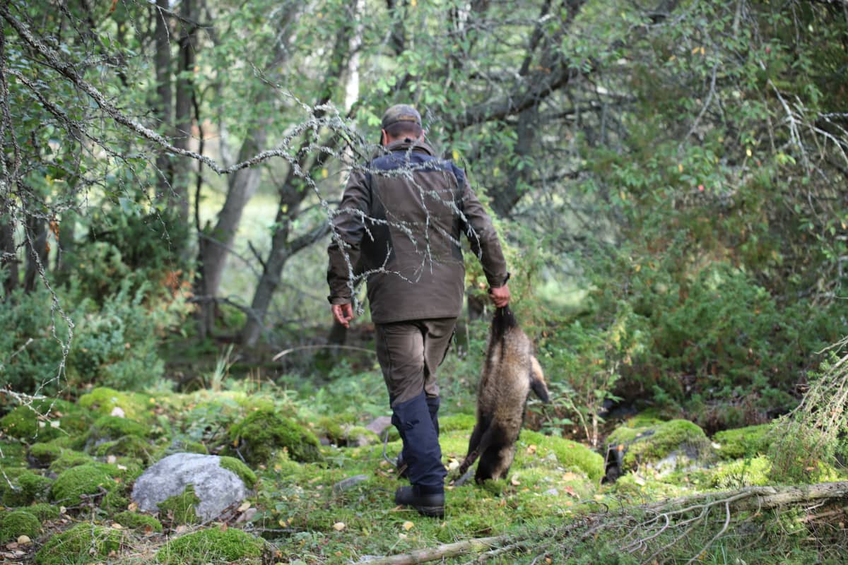 metsästäjä kantaa tapettua supikoiraa