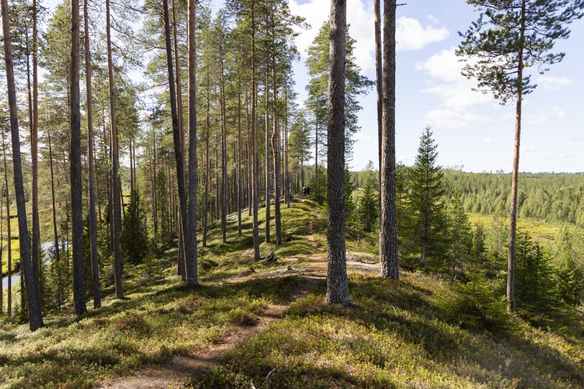 Polku.