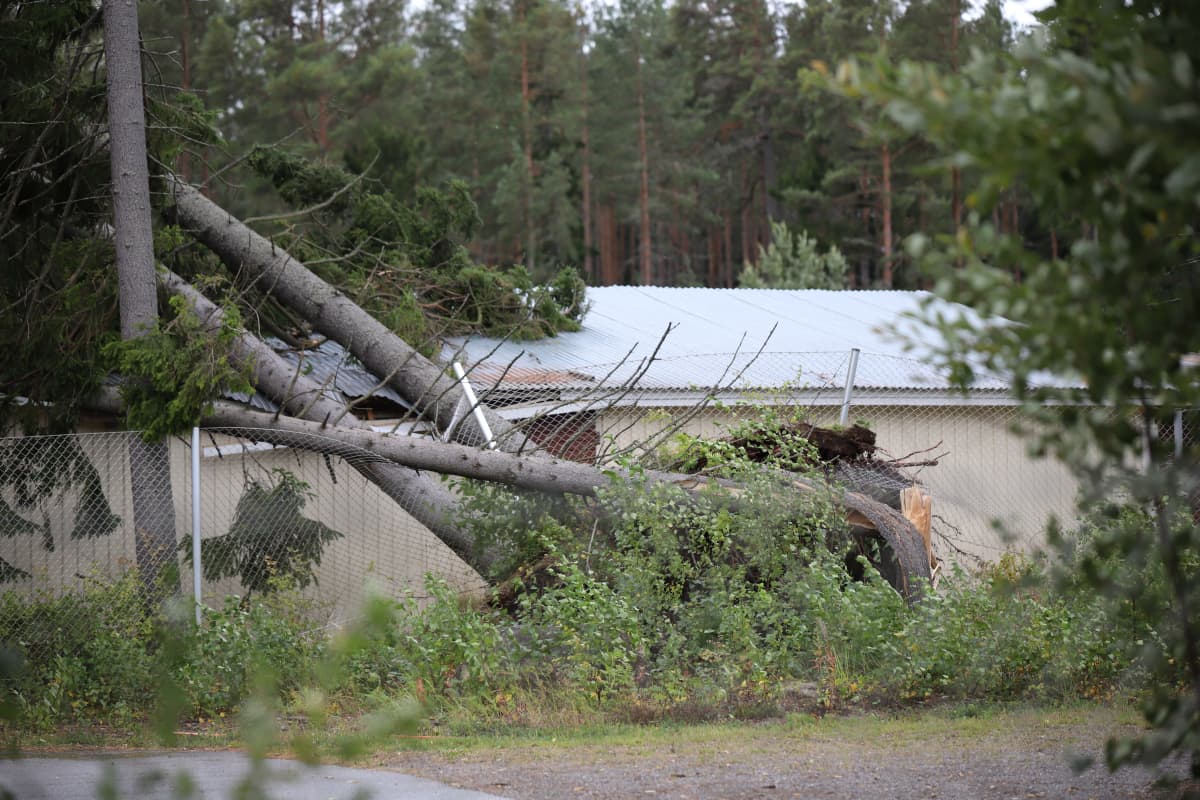 Kaatunut puu Reposaaren urheilukentän huoltorakennuksen päällä.
