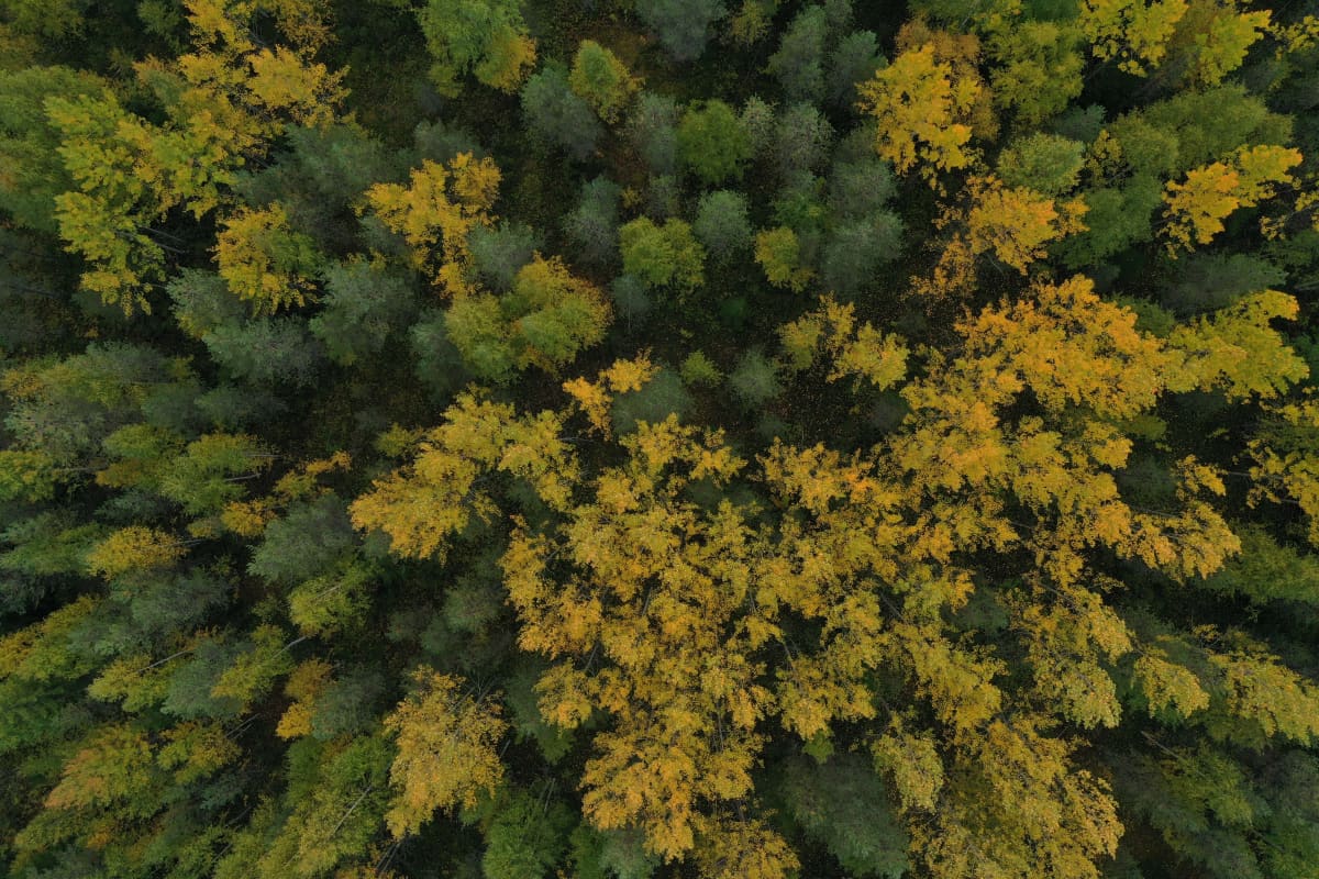 Hyrynsalmen Hakokylän metsää syyskuussa 2020.