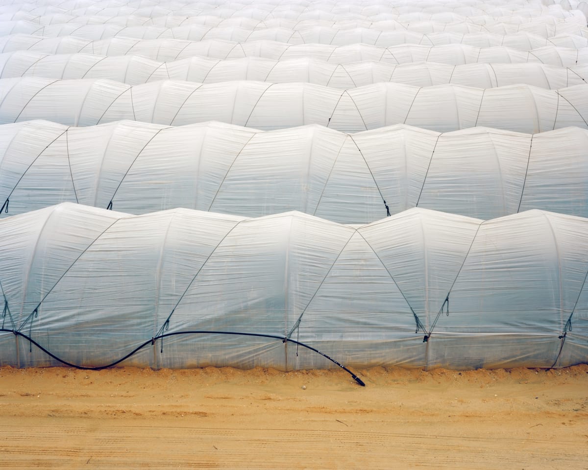Freya Najade - Berry Field, 2013. From the series Strawberries in Winter (1).jpg