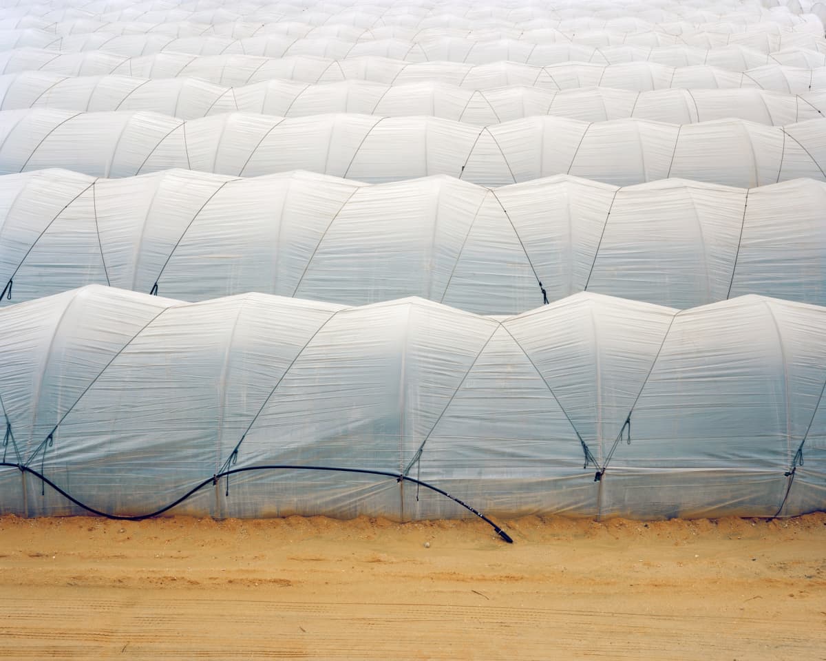 Freya Najade - Berry Field, 2013. From the series Strawberries in Winter (1).jpg
