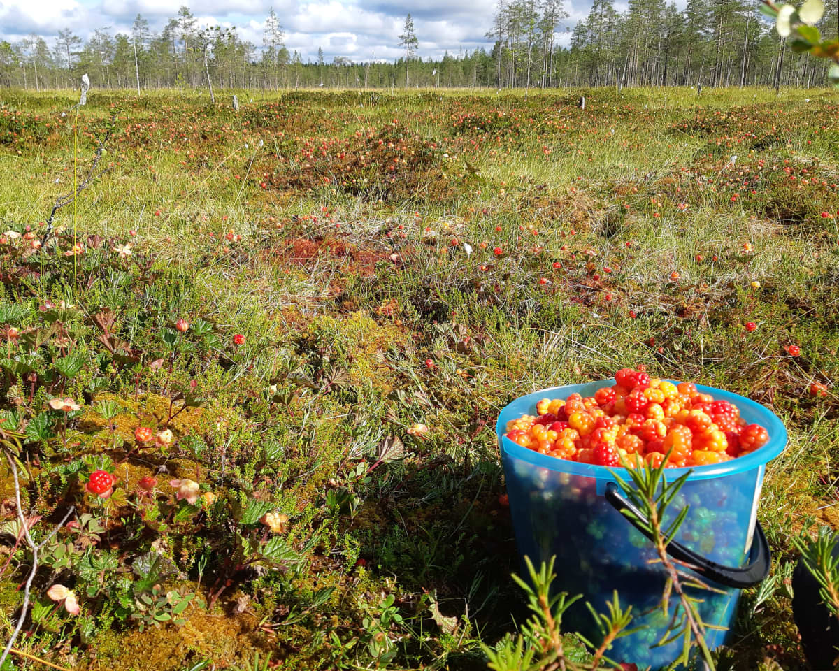 Hilloja ämpärissä ja suolla Pudasjärvellä.