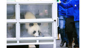 Jin Bao Bao nimistä Pandaa siirretään lentokentälle Kiinan Dujiangyanissa.