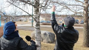 Heli Kaski ja Mikko Maasola arvioivat kevään etenemistä koivun silmuista Uuraisilla.