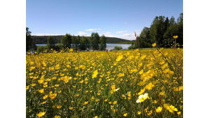 Kesäkuvakisa 2015