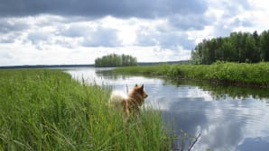Kesäkuvakisa