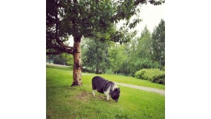Kesäkuvakisa