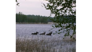 Kesäkuvakisa 2015