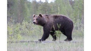 Kesäkuvakisa