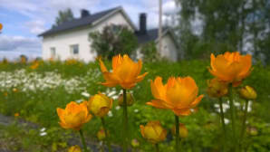 Iisalmi