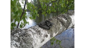 Kesäkuvakisa