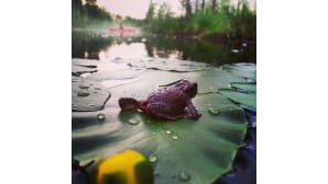 Kesäkuvakisa