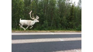 Kesäkuvakisa