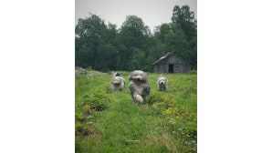 kesäkuvakisa