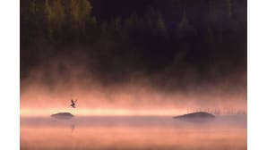 kesäkuvakisa