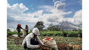 Indonesialaiset maanviljelijät korjaavat satoaan Moung Sinabung -tulivuoren sylkiessä tuhkaa taivaalle.