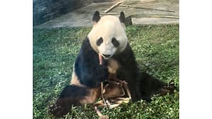 Hua Bao -panda.