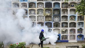 Nueva Esperanzan hautausmaata myrkytettiin chikunguya- ja zikavirusten leviämisen estämiseksi 15. tammikuuta.
