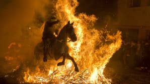 Espanjalaisen Luminarias-festivaalin aikana hevonen ja ratsastaja näyttivät taidonnäytteen tulen läpi hyppäämisestä.