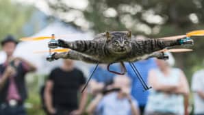 täytetty kissa lentää dronen avulla